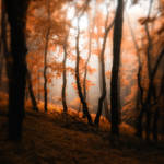 -Where mist glazing trees- by Janek-Sedlar