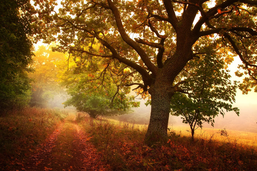 -Meditation of autumn-