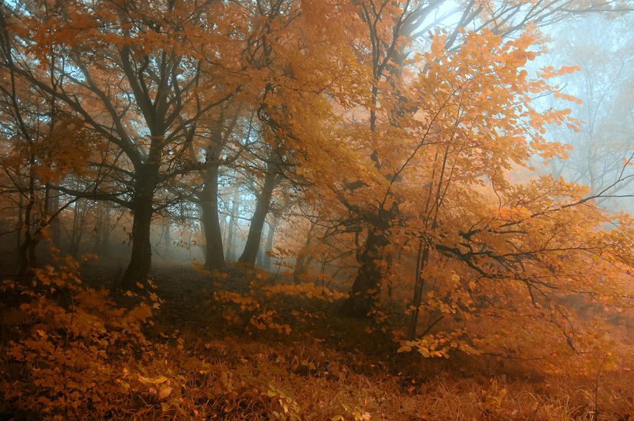 -Transcient beauty of autumn-