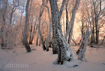 -Magic wand of daddy Frost- by Janek-Sedlar