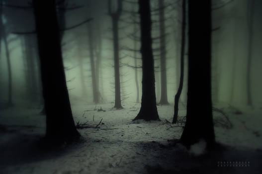 -Dark Forest-