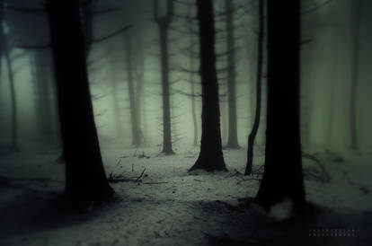 -Dark Forest-