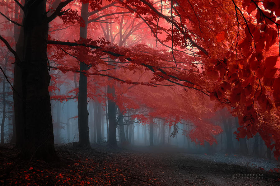 -Melody of my heart- by Janek-Sedlar