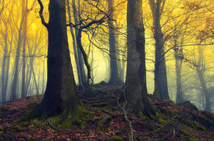 -Yellow myth- by Janek-Sedlar -Yellow myth- by Janek-Sedlar