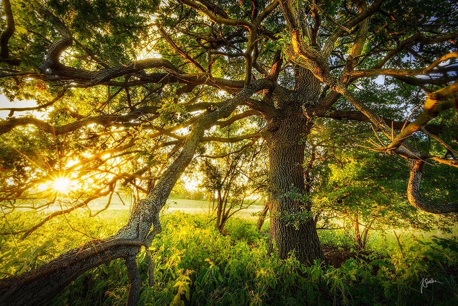 -Wisdom of the trees- by Janek-Sedlar