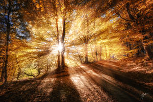 -Autumnal dreaming- by Janek-Sedlar