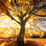 -Flaming tree-