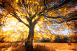 -Flaming tree- by Janek-Sedlar