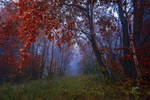 -Mystic morning- by Janek-Sedlar