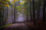 -Yesterday rainy road- by Janek-Sedlar