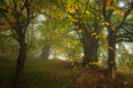 -Colors and dancing trees- by Janek-Sedlar