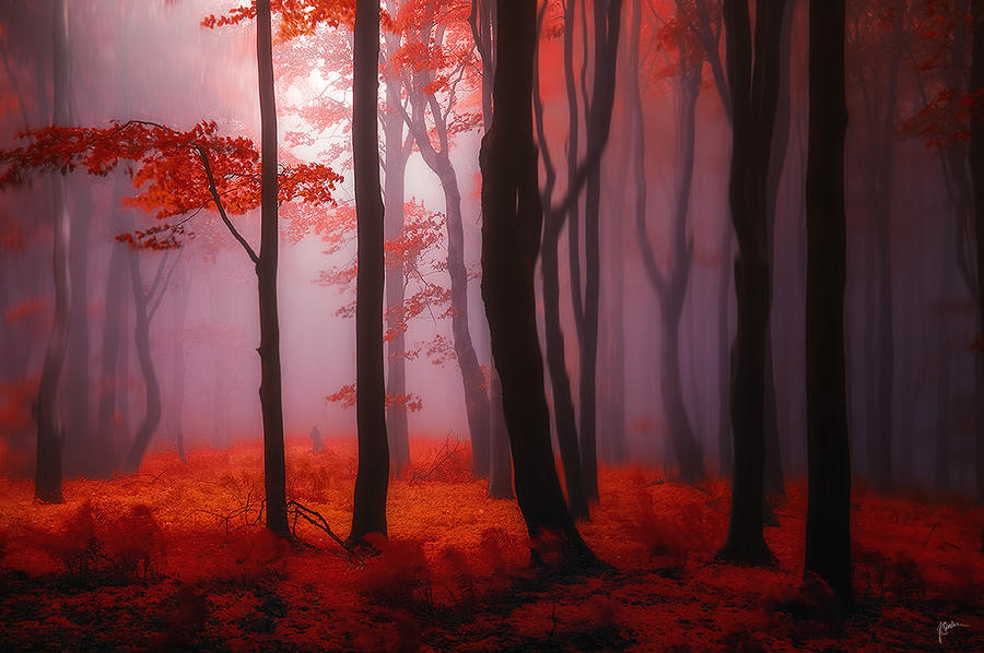 -Where no words needed- by Janek-Sedlar -Where no words needed- by Janek-Sedlar