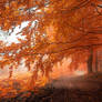 -Autumnal path-