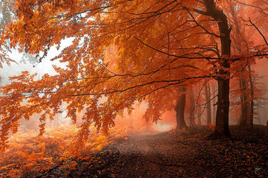 -Autumnal path- by Janek-Sedlar