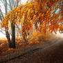 -Wandering with protection of trees-