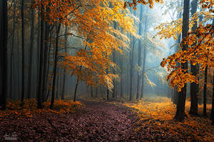 -Hidden beneath the leaves- by Janek-Sedlar