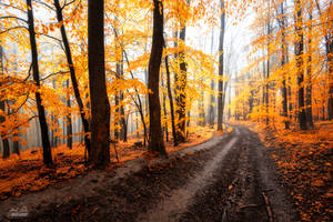 -The path- by Janek-Sedlar -The path- by Janek-Sedlar