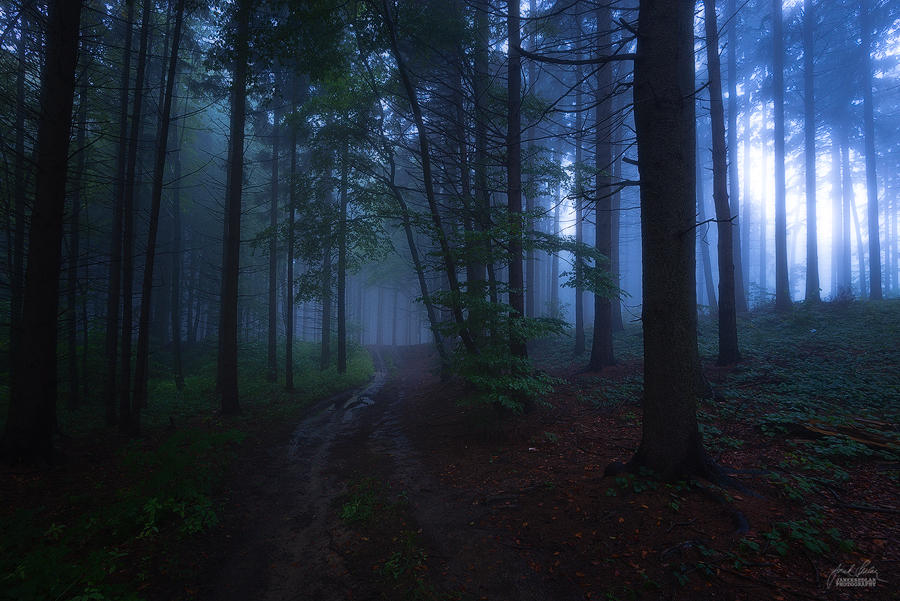 Ночь лес красиво. Вечерний лес. Лес вечером. Ночной лес. Темный лес.