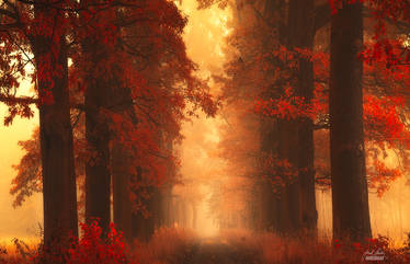 -Mesmerizing poetry of autumn-