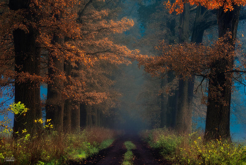 -Shaman_s road on the other side- by Janek-Sedlar