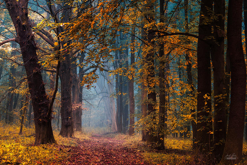 -Under the protection of light- by Janek-Sedlar