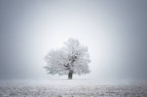 -White solitude and light- by Janek-Sedlar