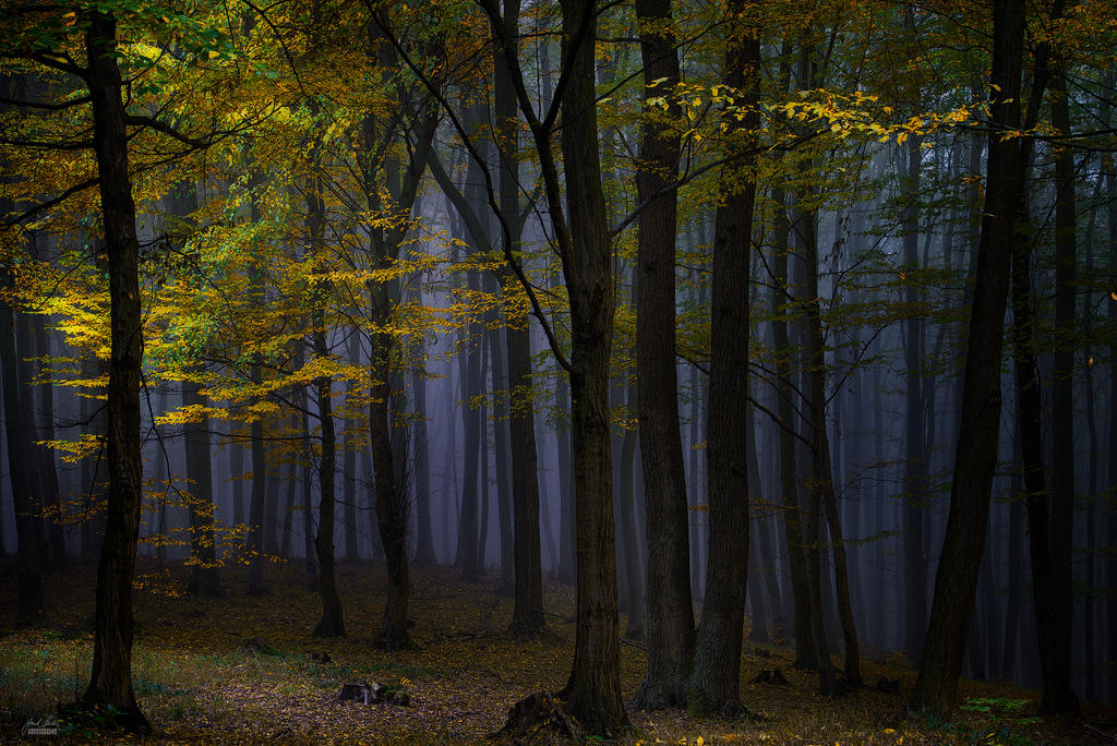 -Evening ambient of the wood- by Janek-Sedlar -Evening ambient of the wood- by Janek-Sedlar