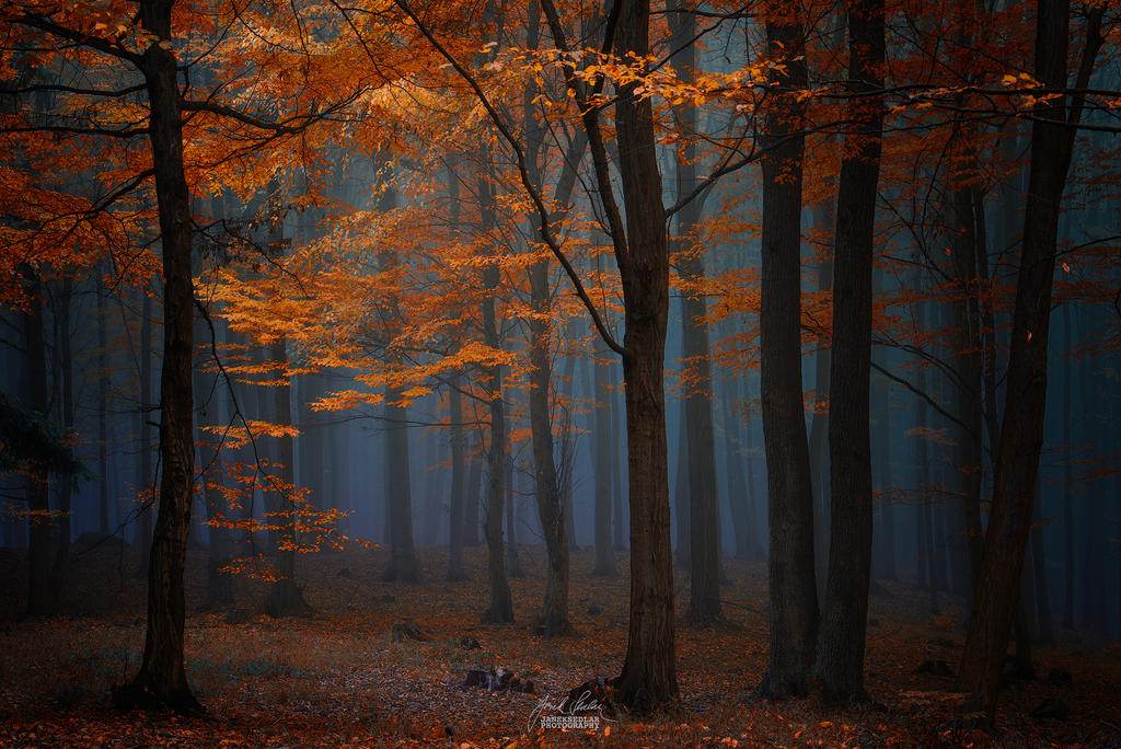 -Forest of rare moments- by Janek-Sedlar