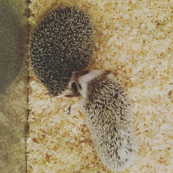 Hedgehog ying yang