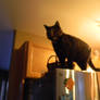 Cat on a fridge