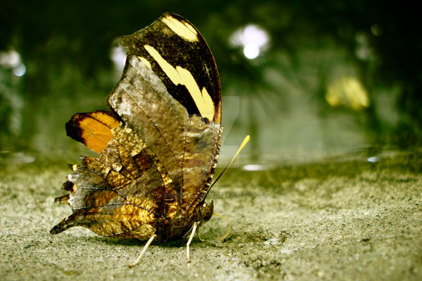 Golden Rayed Butterfly Golden Butterfly by Eorr88 on DeviantArt