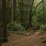 Dense Forest 02