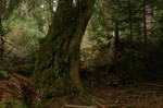Dense Forest 09 by Miffliness-Stock
