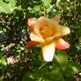 Yellow rose in my garden