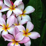 Plumeria