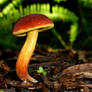 Red Mushroom - 2