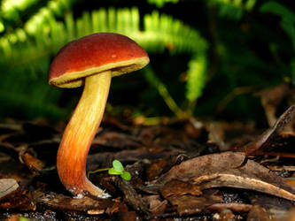 Red Mushroom - 2