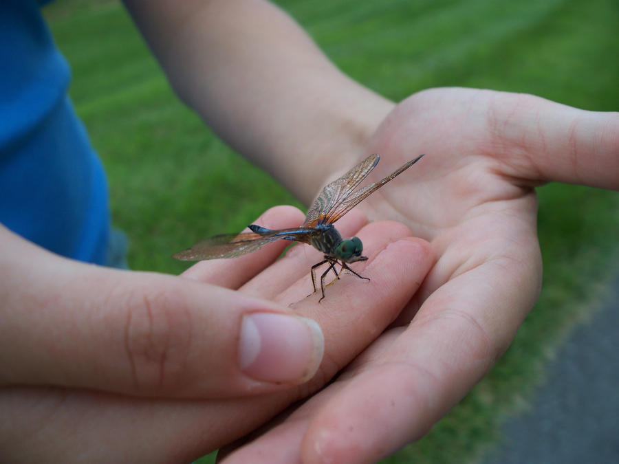 Dragonfly