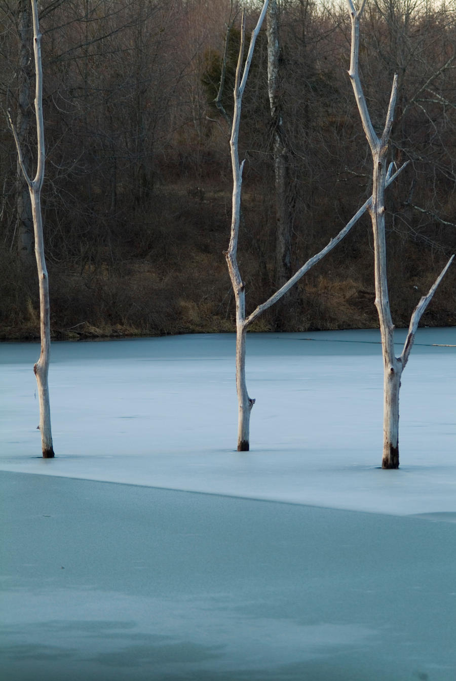 Spearmint Treesicles