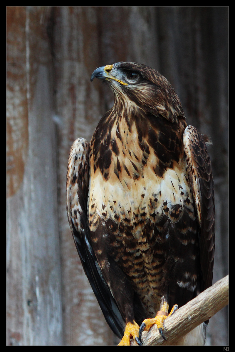 upland buzzard