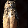 bengal eagle owl