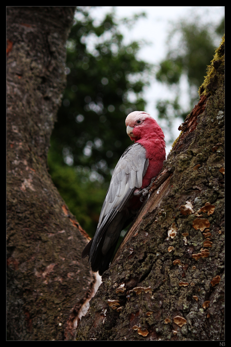 parrot