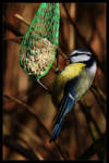 blue tit by netbandit