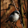 long tailed tit