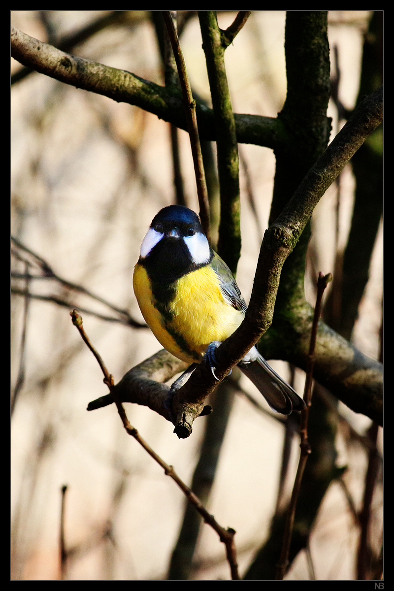 great-tit