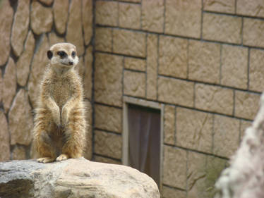 The beauty of nature - ZOO - Meerkat 2.