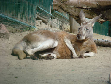 The beauty of nature - ZOO - Kangaroo