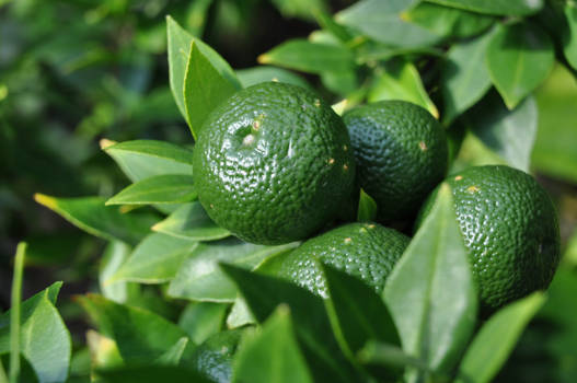 Lemon Tree - Flower