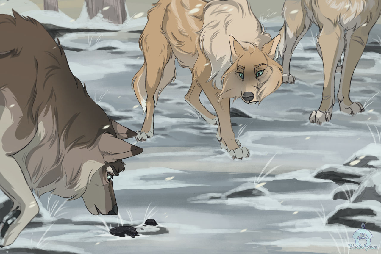 Wolf Reverse Split Split in two by Bluebellpaws on DeviantArt