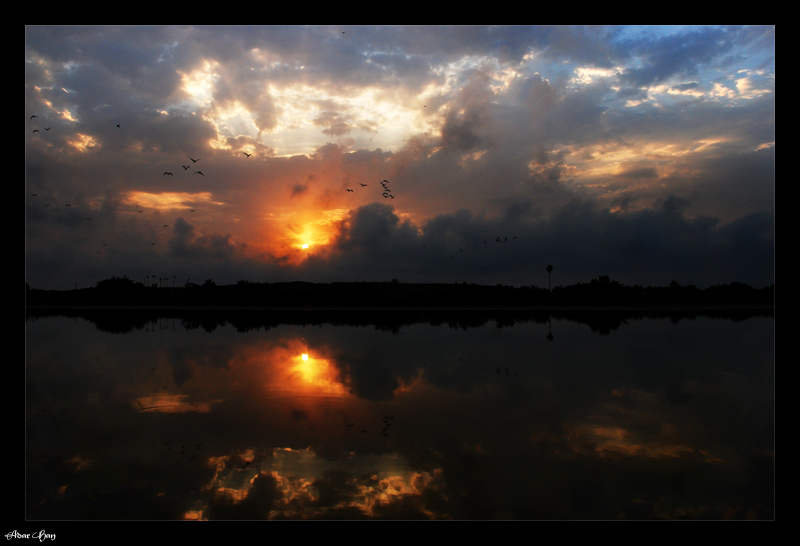 Sunset Migration